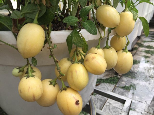 Picture 22 of How to grow pepino wrong fruit in potted plants for every home