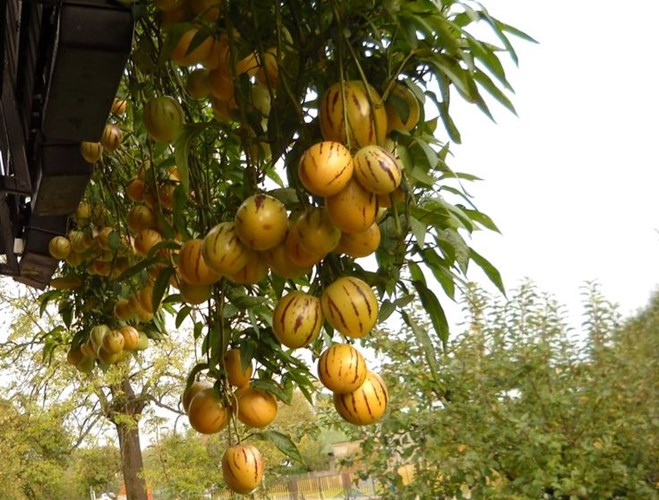 Picture 23 of How to grow pepino wrong fruit in potted plants for every home