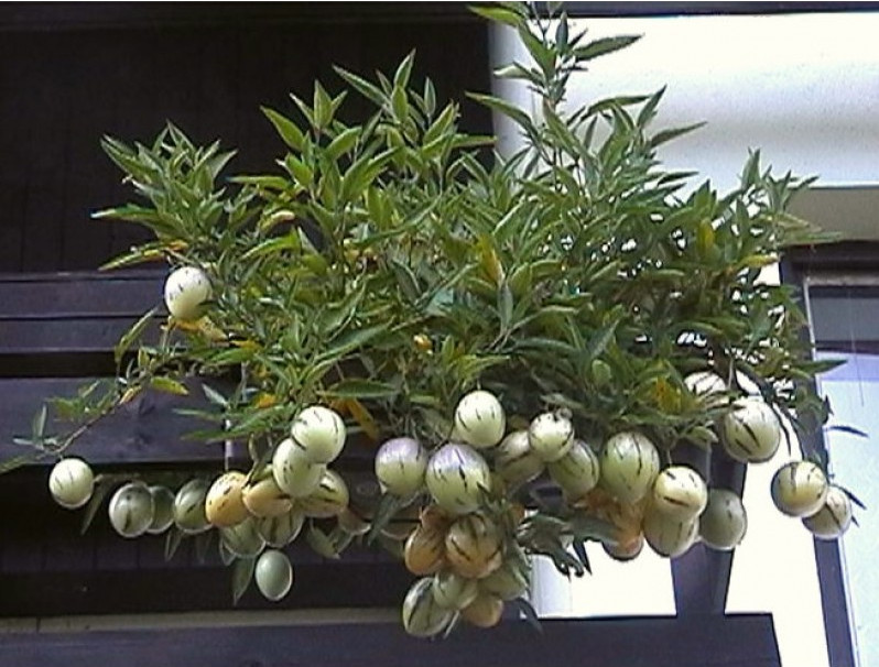 Picture 24 of How to grow pepino wrong fruit in potted plants for every home