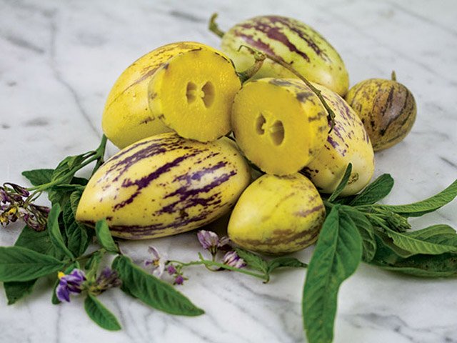 Picture 3 of How to grow pepino wrong fruit in potted plants for every home