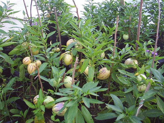 Picture 4 of How to grow pepino wrong fruit in potted plants for every home