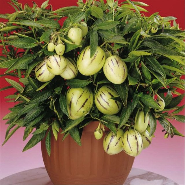 Picture 6 of How to grow pepino wrong fruit in potted plants for every home