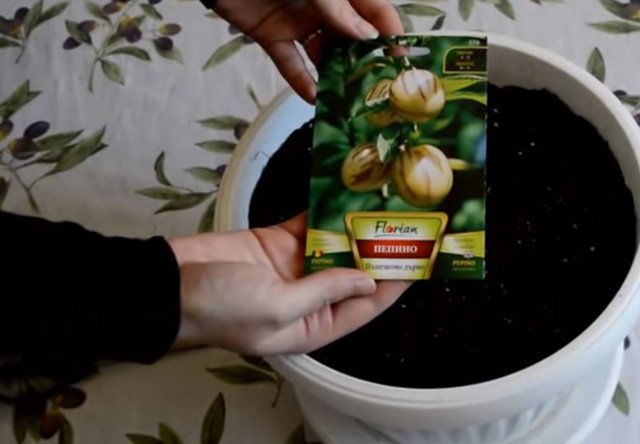 Picture 7 of How to grow pepino wrong fruit in potted plants for every home