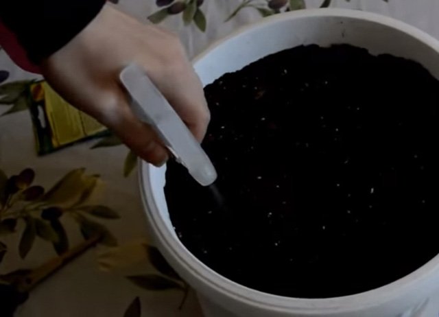 Picture 8 of How to grow pepino wrong fruit in potted plants for every home