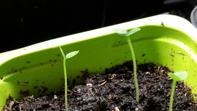 Picture 9 of How to grow pepino wrong fruit in potted plants for every home