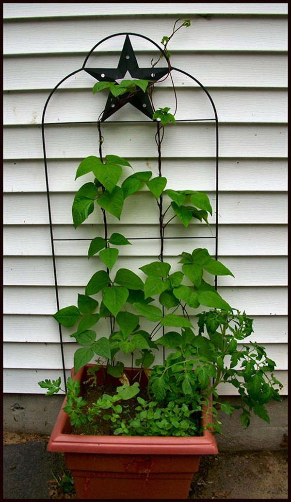 Picture 3 of How to grow safe cowpea for households