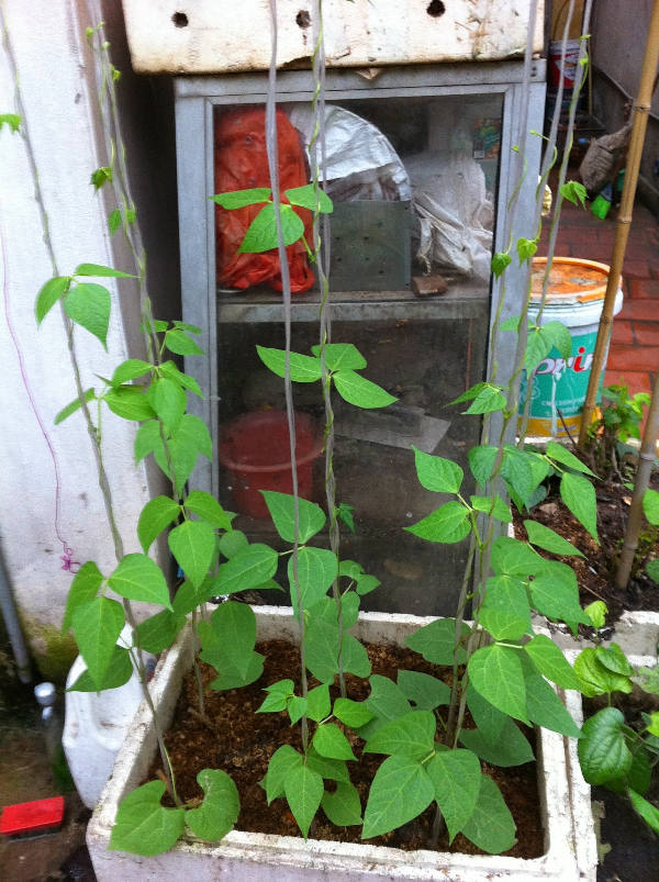 Picture 4 of How to grow safe cowpea for households