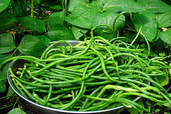 Picture 6 of How to grow safe cowpea for households