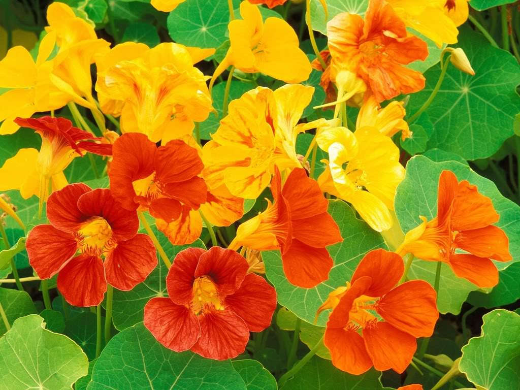 Picture 3 of How to grow shallow lotus flowers to chase mosquitoes in the rainy season