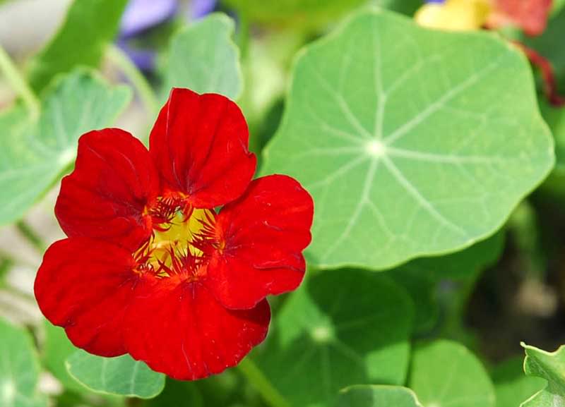 Picture 4 of How to grow shallow lotus flowers to chase mosquitoes in the rainy season