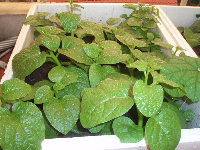 Picture 4 of How to grow simple and clean spinach at home