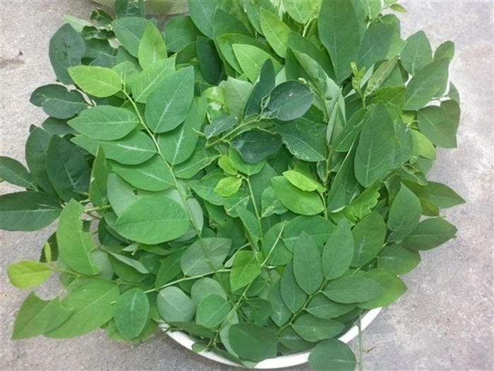 Picture 3 of How to grow vegetables in foam containers at home