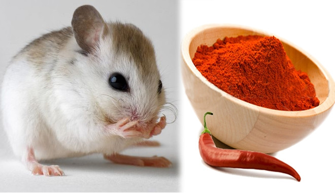 Picture 2 of How to help you kill mice quickly without taking medicine
