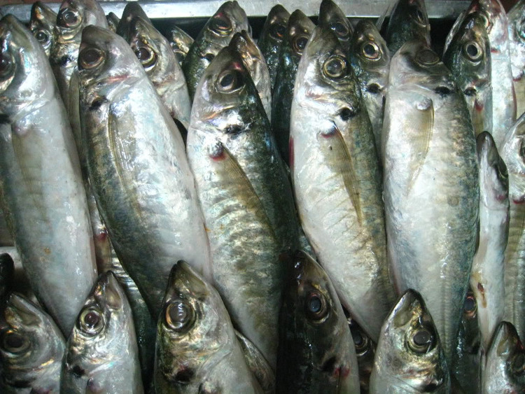 Picture 1 of How to identify phenol poisoned fish