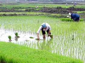 Picture 1 of How to improve rice yield on degraded land