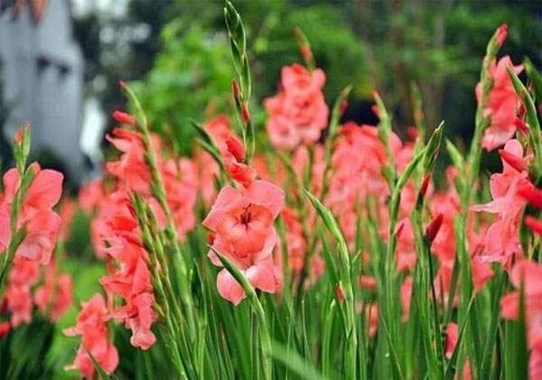 Picture 3 of How to keep fresh gladiolus flowers long during Tet holidays