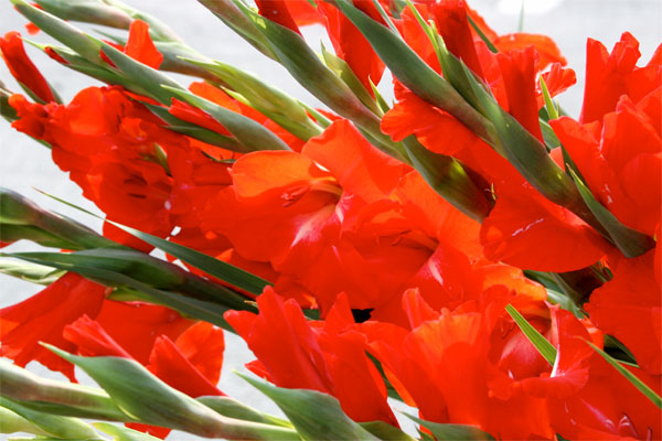 Picture 4 of How to keep fresh gladiolus flowers long during Tet holidays