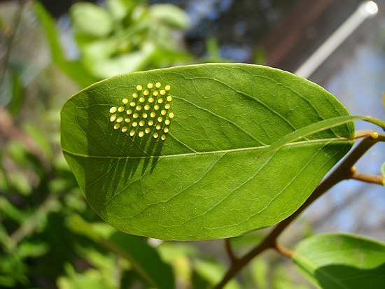 Picture 1 of How to make a moth into a butterfly?