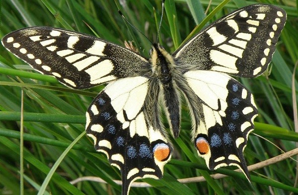 Picture 11 of How to make a moth into a butterfly?