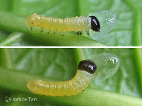 Picture 2 of How to make a moth into a butterfly?