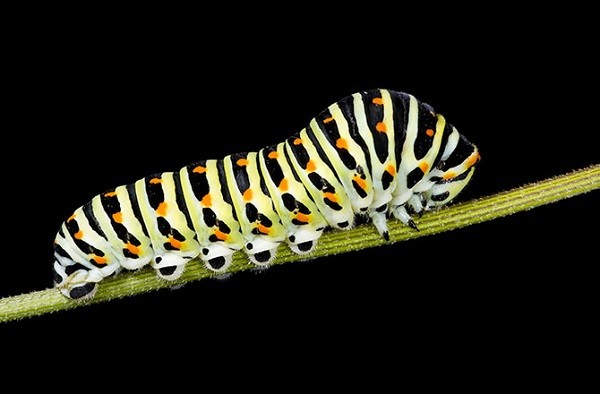 Picture 3 of How to make a moth into a butterfly?