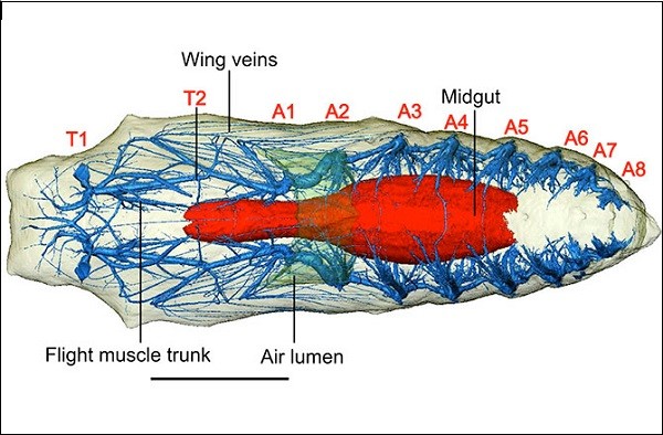 Picture 5 of How to make a moth into a butterfly?