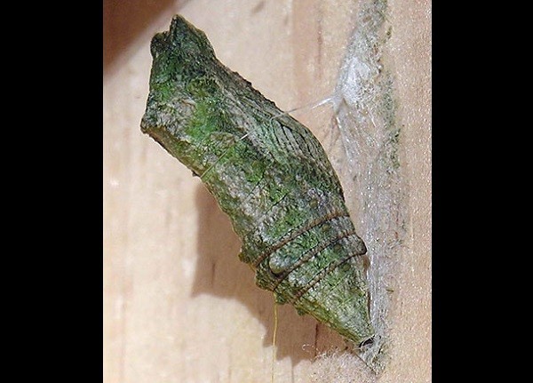 Picture 6 of How to make a moth into a butterfly?
