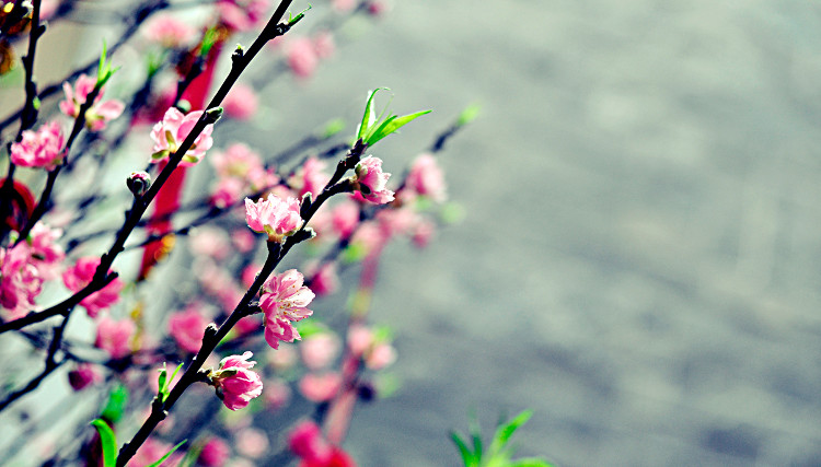Picture 1 of How to make peach blossom bloom right Tet