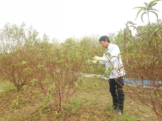 Picture 2 of How to make peach blossom bloom right Tet
