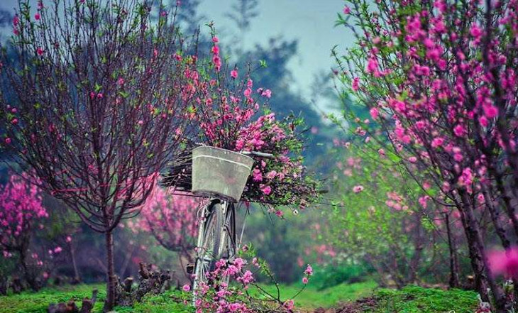 Picture 3 of How to make peach blossom bloom right Tet