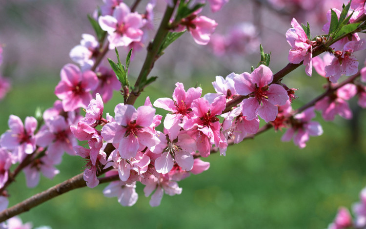 Picture 4 of How to make peach blossom bloom right Tet