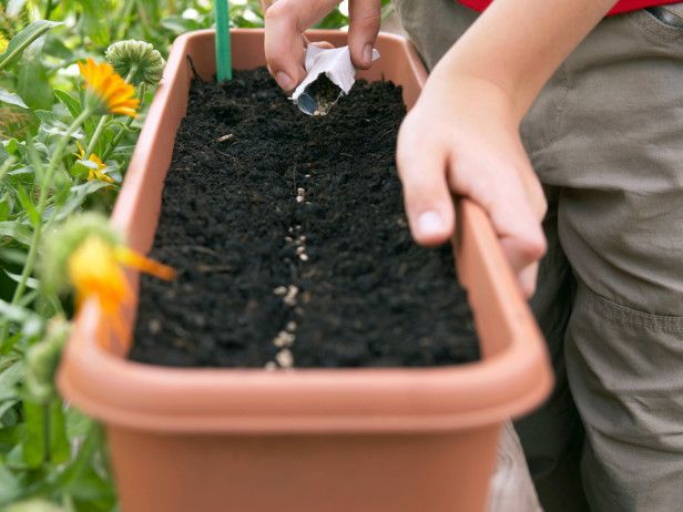Picture 3 of How to plant clean lettuce in foam containers