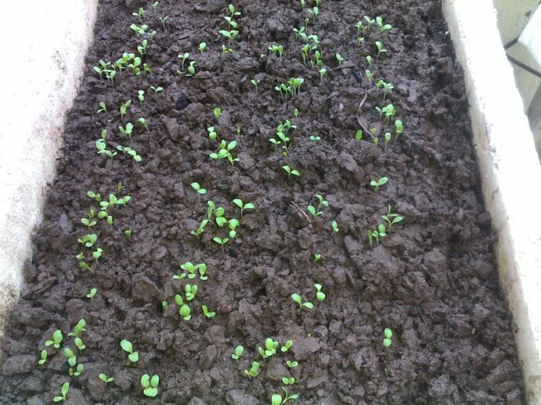 Picture 4 of How to plant clean lettuce in foam containers