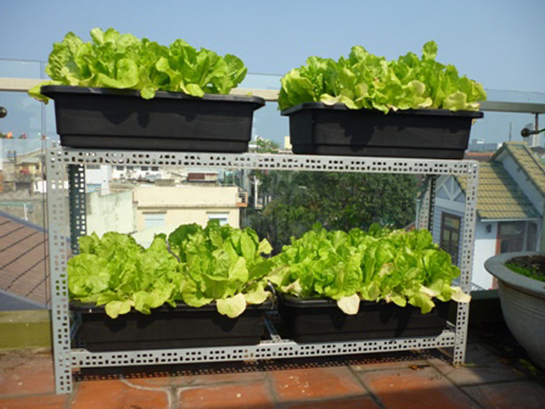 Picture 5 of How to plant clean lettuce in foam containers