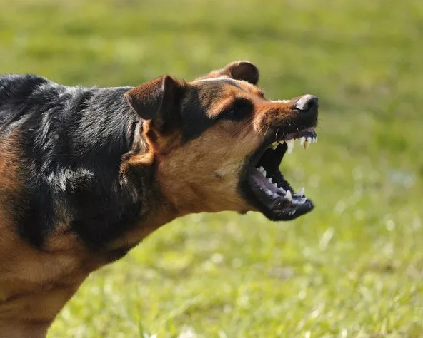 Picture 1 of How to prevent and escape when the dog attacks
