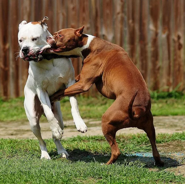 Picture 2 of How to prevent and escape when the dog attacks
