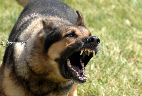 Picture 3 of How to prevent and escape when the dog attacks