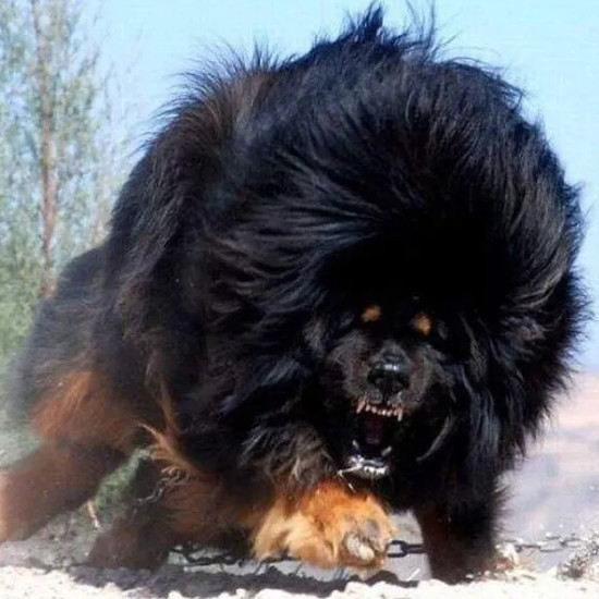 Picture 6 of How to prevent and escape when the dog attacks