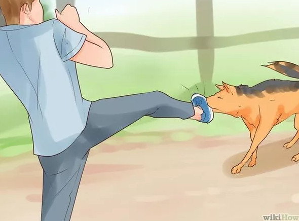 Picture 9 of How to prevent and escape when the dog attacks