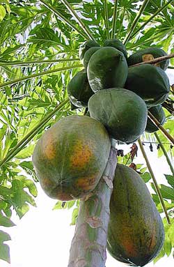 Picture 1 of How to prevent and treat papaya papaya disease