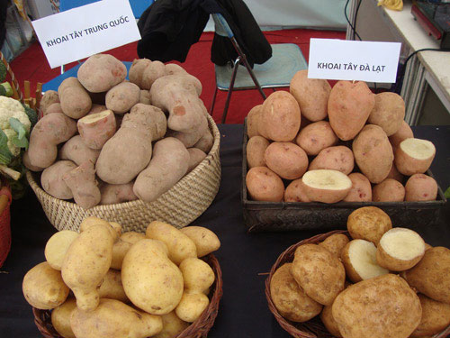 Picture 3 of How to recognize Dalat and Chinese vegetables