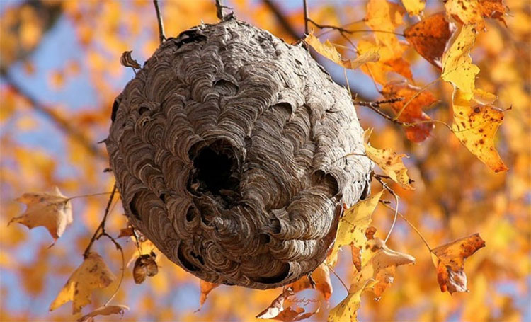 Picture 2 of How to recognize killer bumblebees