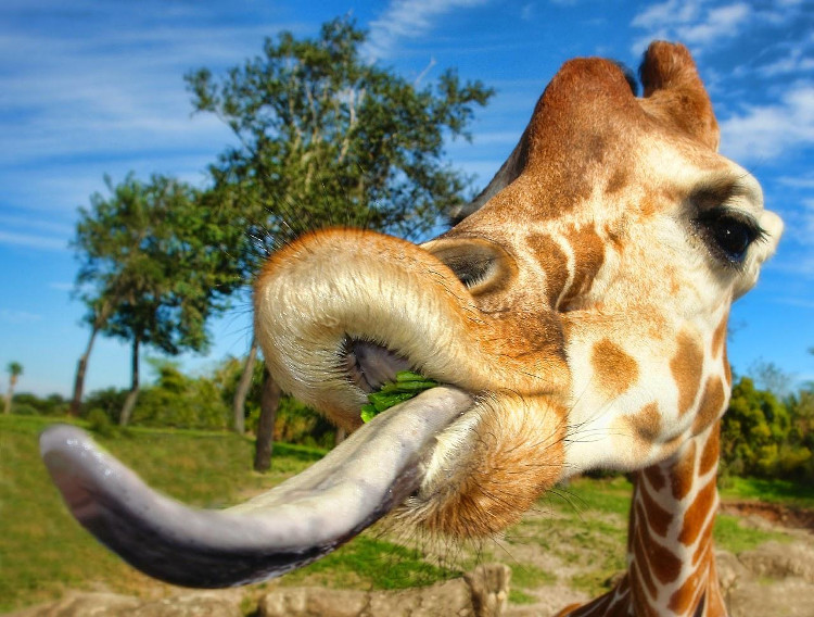 Picture 1 of How to scratch the weird nose of giraffes that few people know