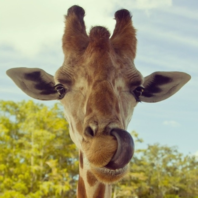 Picture 2 of How to scratch the weird nose of giraffes that few people know