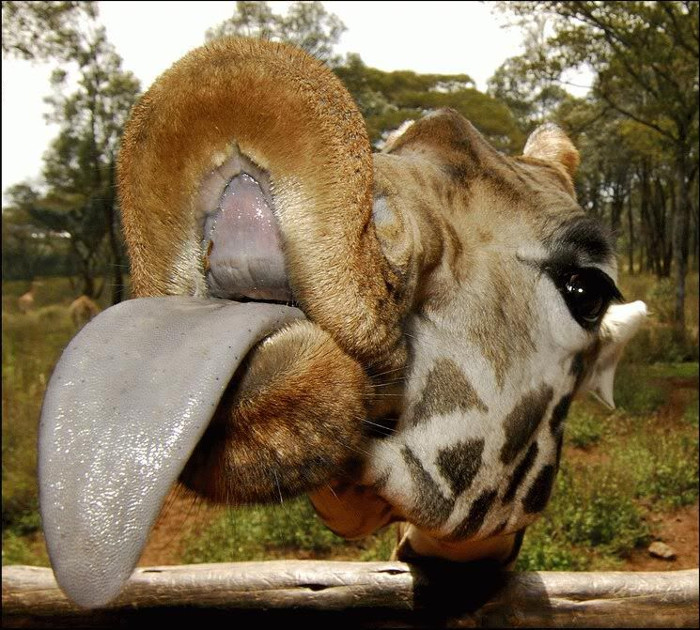 Picture 3 of How to scratch the weird nose of giraffes that few people know