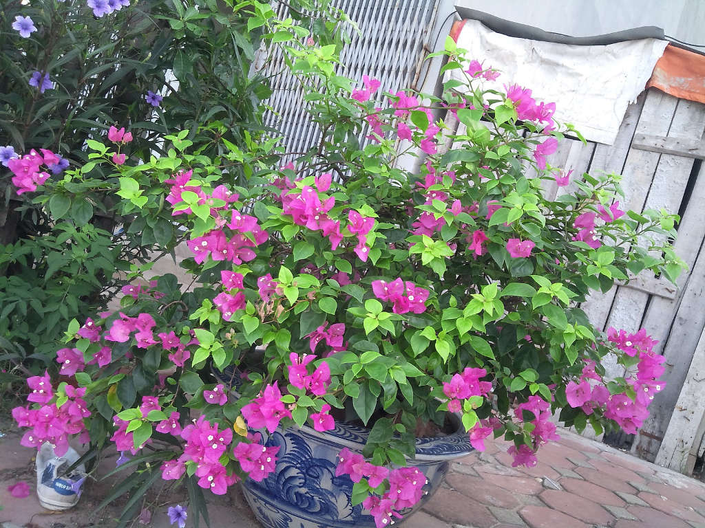 Picture 4 of How to take care of bougainvillea flowers throughout the year