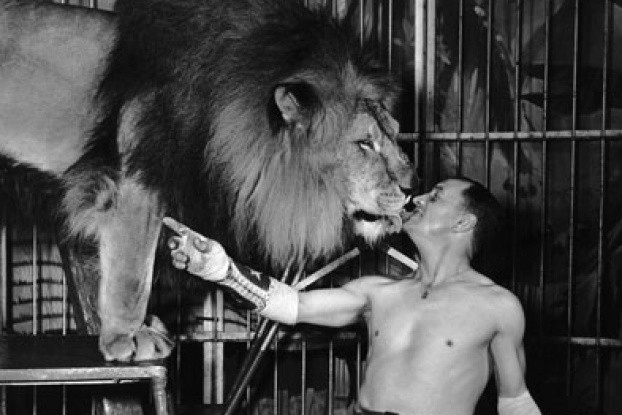 Picture 2 of How was the circus lion domestication work done?