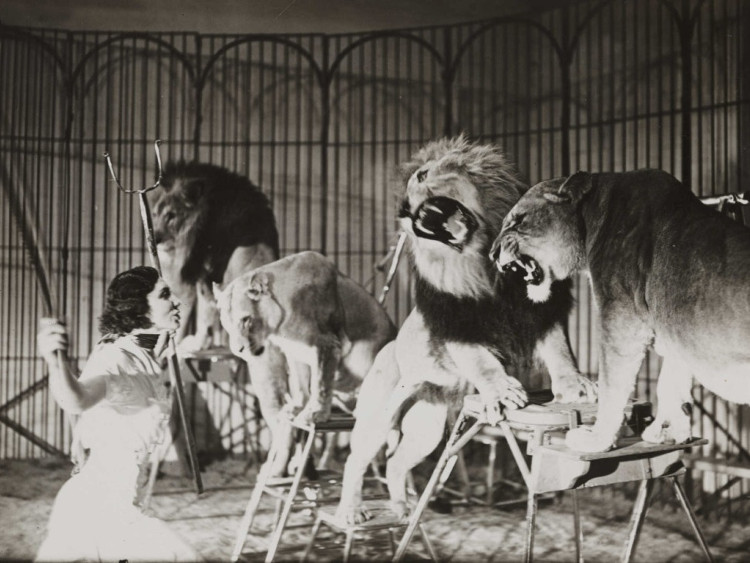 Picture 5 of How was the circus lion domestication work done?