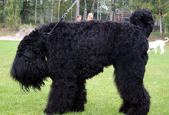 Picture 1 of How was the 'Stalin dog breed' created?