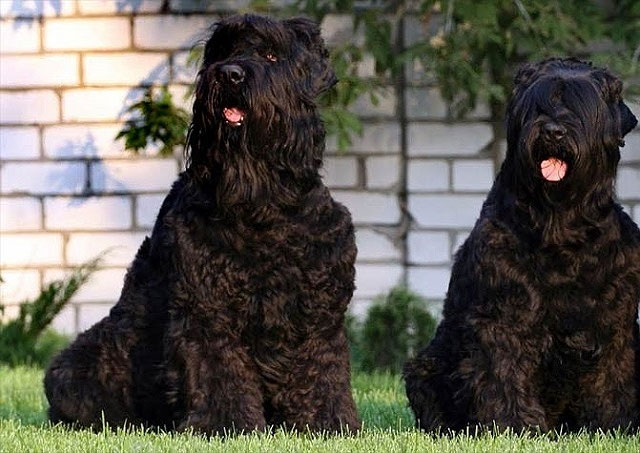 Picture 2 of How was the 'Stalin dog breed' created?
